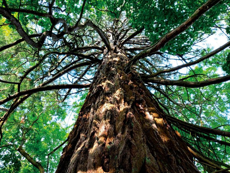 Lire la suite à propos de l’article Concert sous les arbres